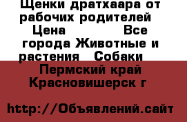 Щенки дратхаара от рабочих родителей › Цена ­ 22 000 - Все города Животные и растения » Собаки   . Пермский край,Красновишерск г.